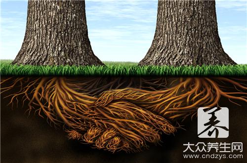 菩提树有什么功效作用 