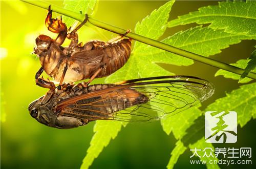 凉拌茧蛹怎么做？3大流行做法最值得推荐！