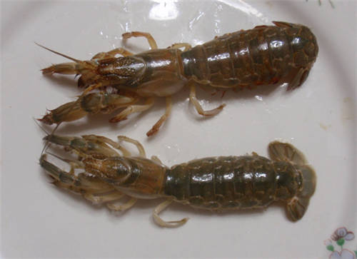 怀孕可以吃虾虎吗