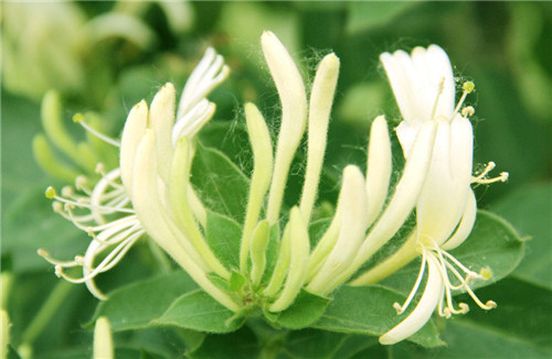 怀孕可以吃金银花吗
