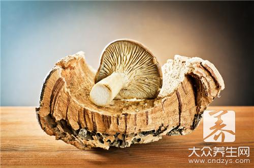 蜜环菌功效和作用分别是什么？