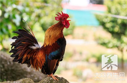 公鸡人参汤补什么?有什么功效?