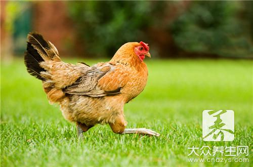 经期能吃老母鸡吗
