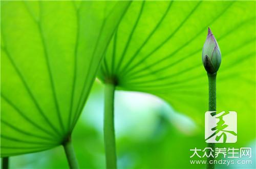 经期能吃荷叶吗