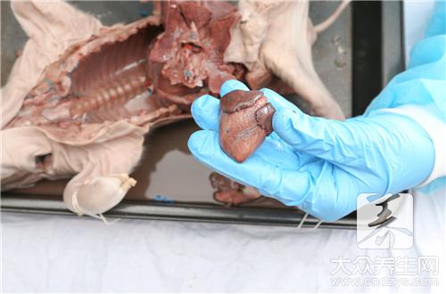 怀孕可以吃猪心吗