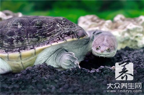 喝甲鱼血能治阳痿吗