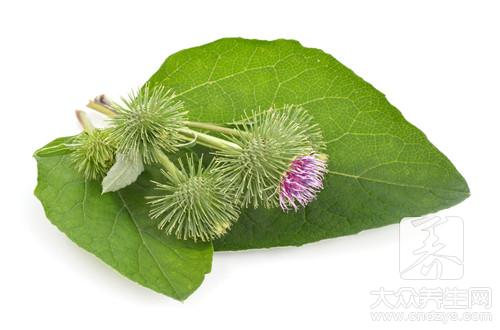 炒牛蒡子有治疗风热感冒的作用功效吗