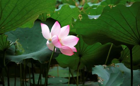 中药减肥法 减肥食品 中药减肥方法