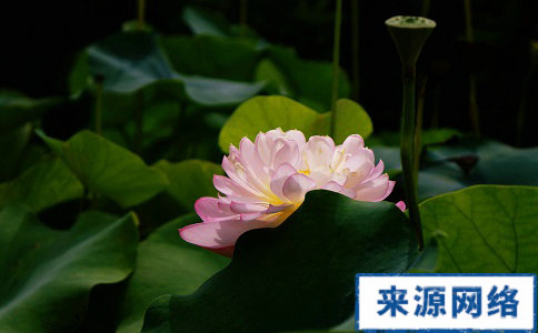 哪些中药可以减肥 中药瘦身的方法有哪些 哪些中药减肥效果好