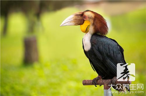 声带闭合不全能治好吗，中医疗法效果好