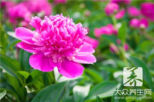 芙蓉花功效作用有哪些