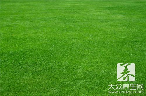 车前草治疗痛风，巧妙方法治痛风