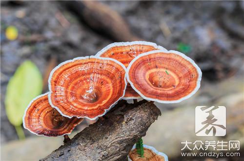 野灵芝功效作用与选购保存方法