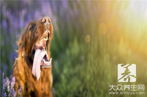 狂犬病能治吗