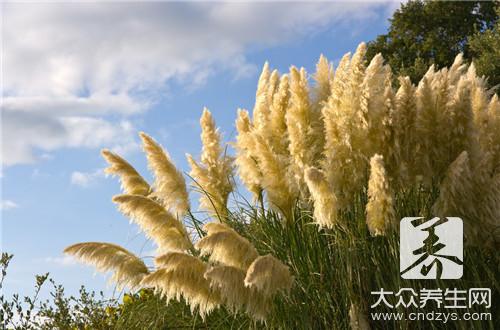 鲜白茅根功效和禁忌是什么