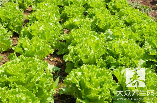 冬季养生菜 10种养生菜医生都抢着吃