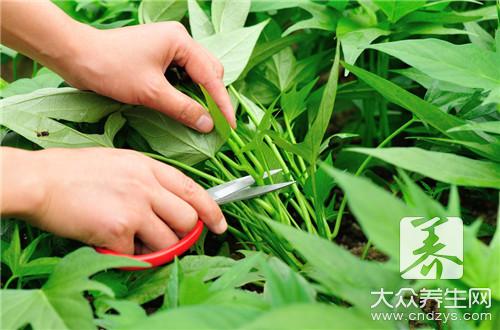 腾三七叶的作用与吃法是怎样的？ 