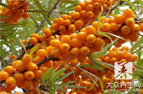 沙棘茶的功效与作用 沙棘茶的功效与作用(1)