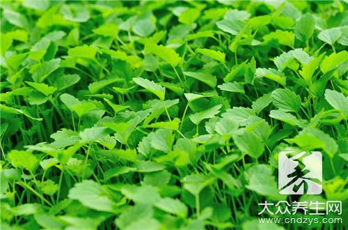  土贝母功效作用知多少，抗炎抗癌都有它 