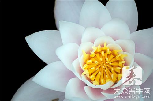 半枝莲的功效及作用 主要都有哪些？